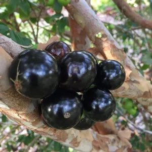Jaboticaba Brazilian Grape Seedling Live Plant – 3-5'' Tall – 2.5'' Pot - Image 2