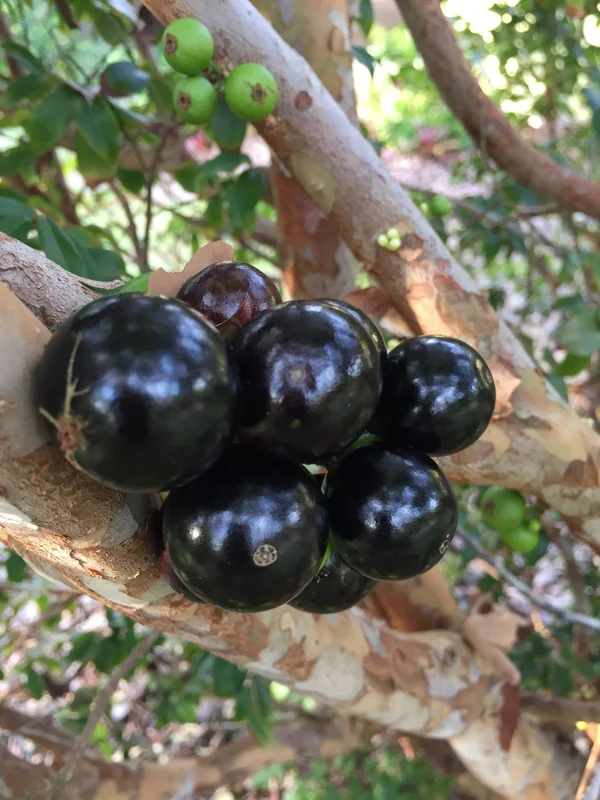 Jaboticaba Brazilian Grape Seedling Live Plant – 3-5'' Tall – 2.5'' Pot - Image 2