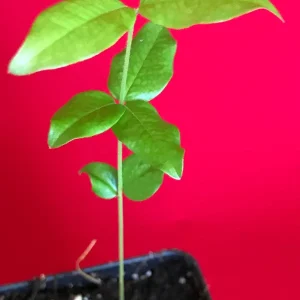 Jaboticaba Brazilian Grape Seedling Live Plant – 3-5'' Tall – 2.5'' Pot - Image 3