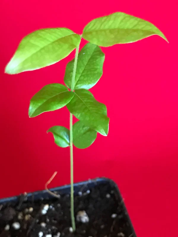 Jaboticaba Brazilian Grape Seedling Live Plant – 3-5'' Tall – 2.5'' Pot - Image 3