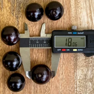 Jaboticaba Brazilian Grape Seedling Live Plant – 3-5'' Tall – 2.5'' Pot - Image 4