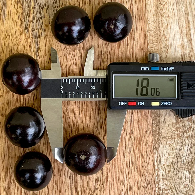 Jaboticaba Brazilian Grape Seedling Live Plant – 3-5'' Tall – 2.5'' Pot - Image 4