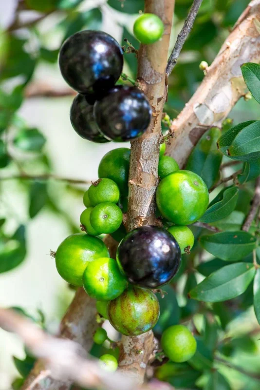 Jaboticaba Brazilian Grape Seedling Live Plant – 3-5'' Tall – 2.5'' Pot - Image 5