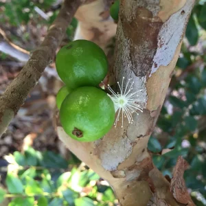 Jaboticaba Brazilian Grape Seedling Live Plant – 3-5'' Tall – 2.5'' Pot - Image 6