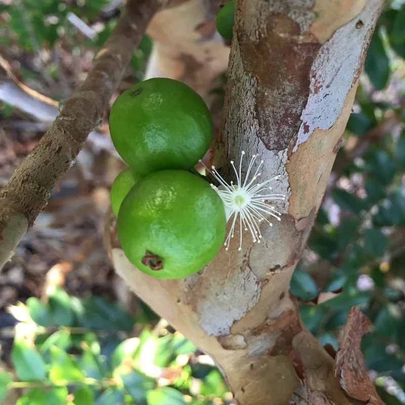 Jaboticaba Brazilian Grape Seedling Live Plant – 3-5'' Tall – 2.5'' Pot - Image 6