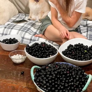 Jaboticaba Brazilian Grape Seedling Live Plant – 3-5'' Tall – 2.5'' Pot - Image 7