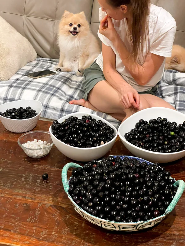 Jaboticaba Brazilian Grape Seedling Live Plant – 3-5'' Tall – 2.5'' Pot - Image 7