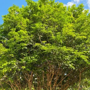 Jaboticaba Brazilian Grape Seedling Live Plant – 3-5'' Tall – 2.5'' Pot - Image 9