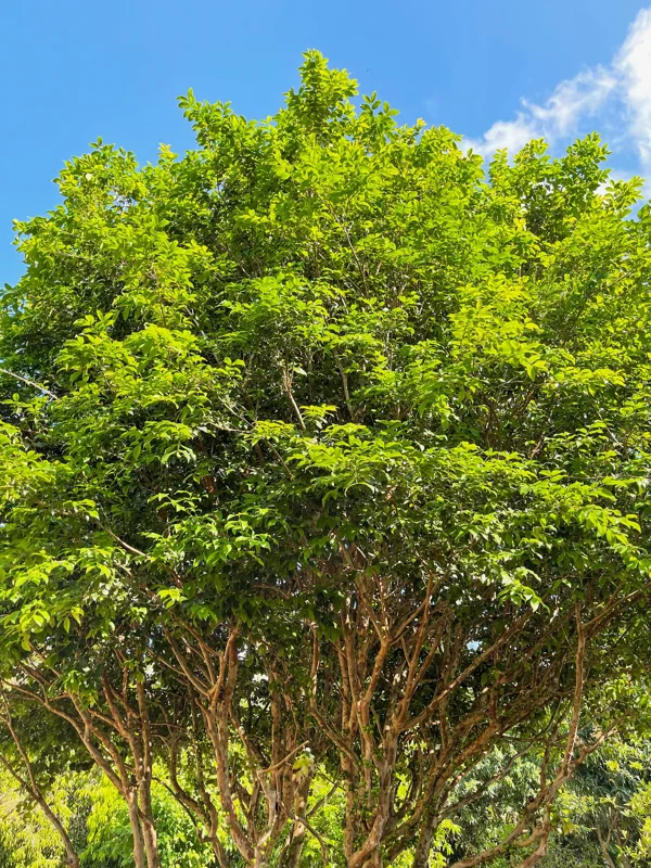 Jaboticaba Brazilian Grape Seedling Live Plant – 3-5'' Tall – 2.5'' Pot - Image 9