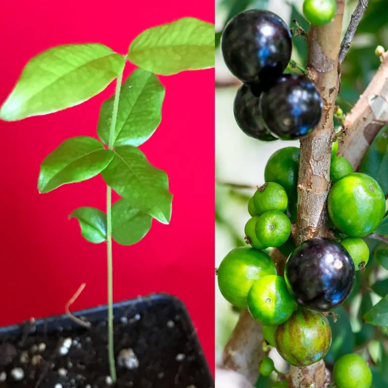 Jaboticaba Brazilian Grape Seedling Live Plant – 3-5'' Tall – 2.5'' Pot - Image 1