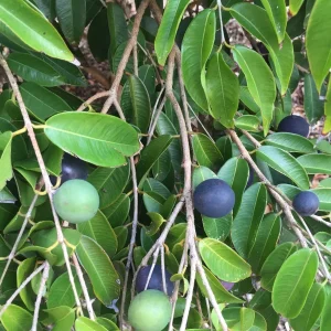 Jaboticaba Myrciaria Vexator Blue Grape Tree Seedling Plant 4-7'' Tall - Image 2