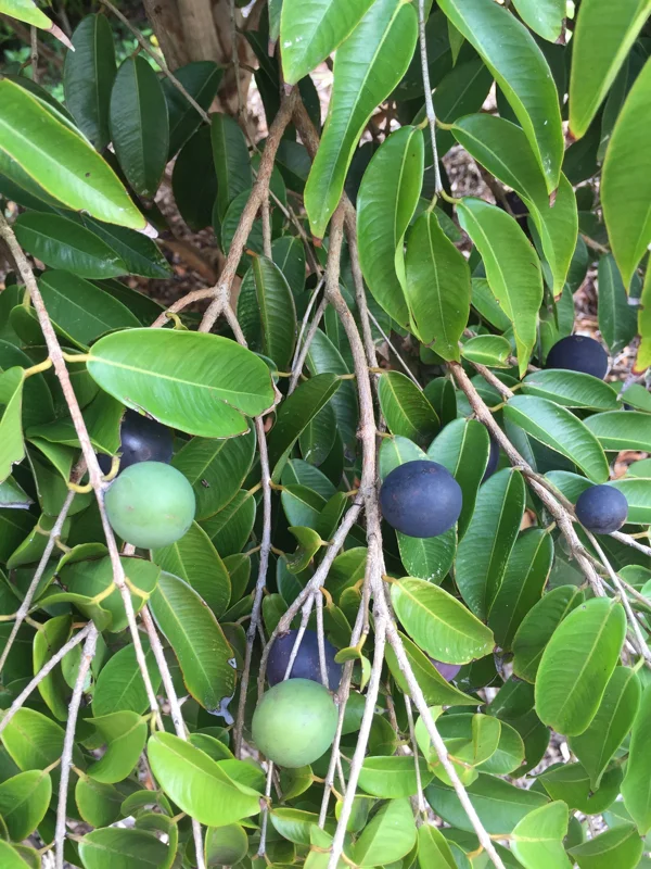 Jaboticaba Myrciaria Vexator Blue Grape Tree Seedling Plant 4-7'' Tall - Image 2