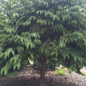 Jaboticaba Myrciaria Vexator Blue Grape Tree Seedling Plant 4-7'' Tall - Image 4