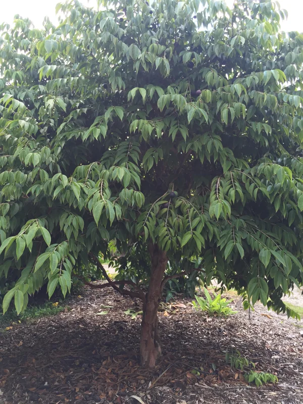 Jaboticaba Myrciaria Vexator Blue Grape Tree Seedling Plant 4-7'' Tall - Image 4