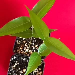 Jaboticaba Myrciaria Vexator Blue Grape Tree Seedling Plant 4-7'' Tall - Image 5