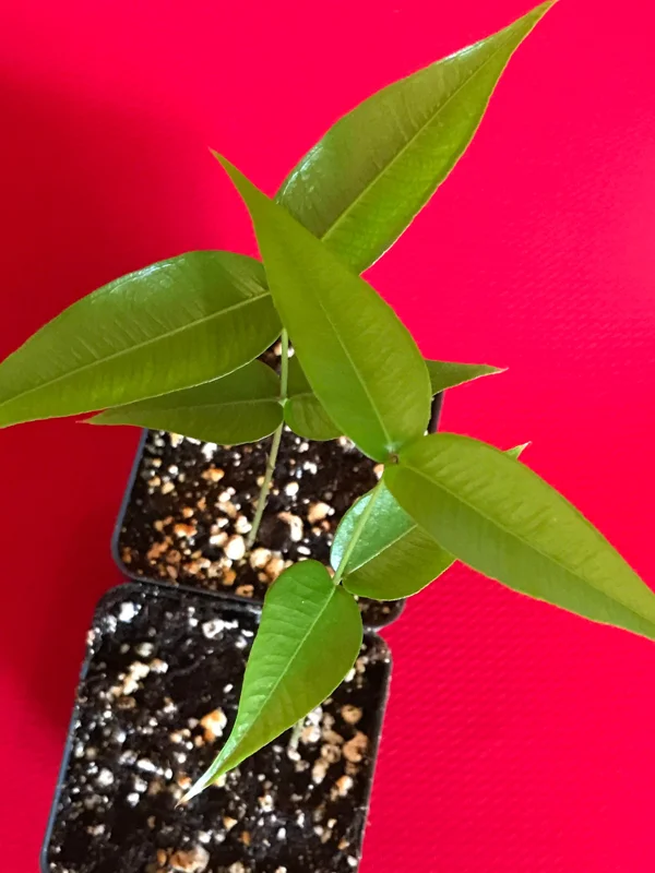 Jaboticaba Myrciaria Vexator Blue Grape Tree Seedling Plant 4-7'' Tall - Image 5