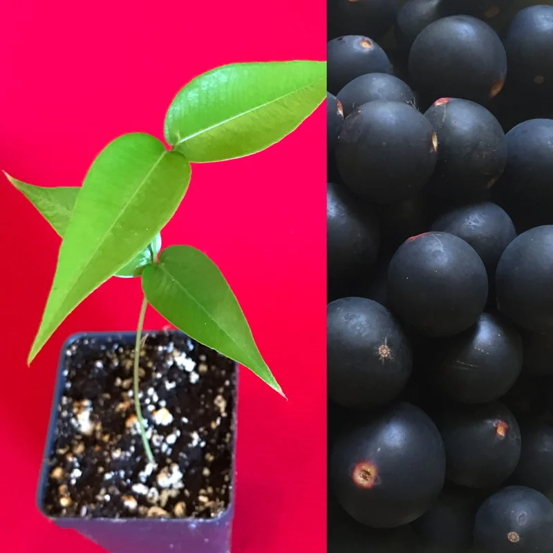 Jaboticaba Myrciaria Vexator Blue Grape Tree Seedling Plant 4-7'' Tall - Image 1