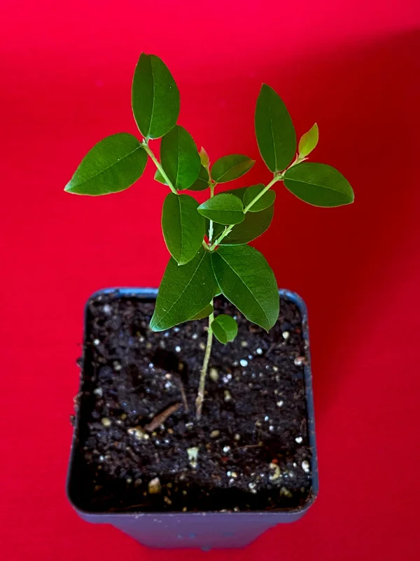 Jaboticaba Plinia Coronata Fruit Tree Live Plant, 3-5 inches tall, 2.5'' Pot - Image 2