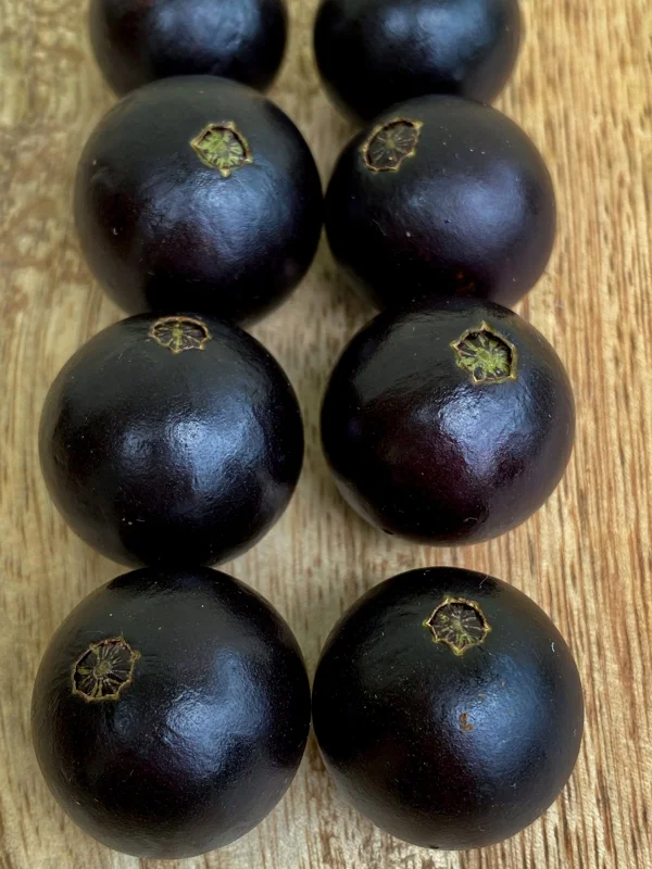 Jaboticaba Plinia Coronata Fruit Tree Live Plant, 3-5 inches tall, 2.5'' Pot - Image 3