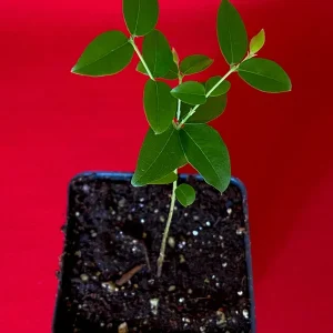 Jaboticaba Plinia Coronata Fruit Tree Live Plant, 3-5 inches tall, 2.5'' Pot - Image 5