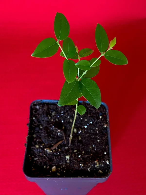 Jaboticaba Plinia Coronata Fruit Tree Live Plant, 3-5 inches tall, 2.5'' Pot - Image 5