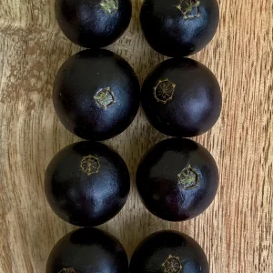 Jaboticaba Plinia Coronata Fruit Tree Live Plant, 3-5 inches tall, 2.5'' Pot - Image 6