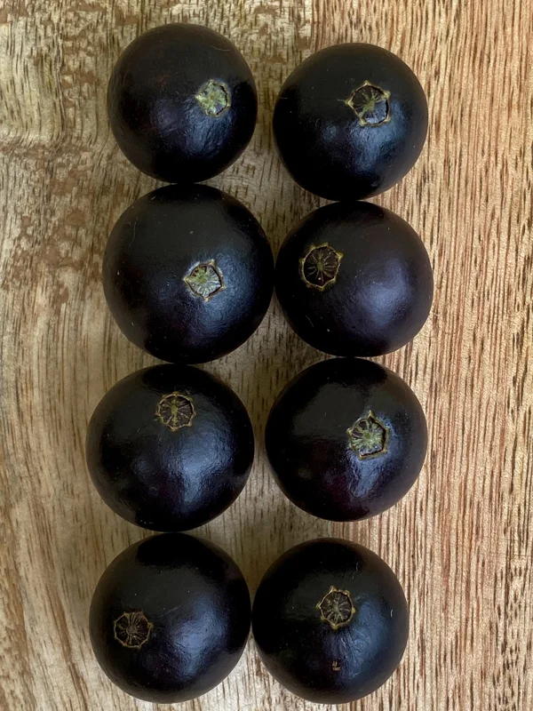 Jaboticaba Plinia Coronata Fruit Tree Live Plant, 3-5 inches tall, 2.5'' Pot - Image 6