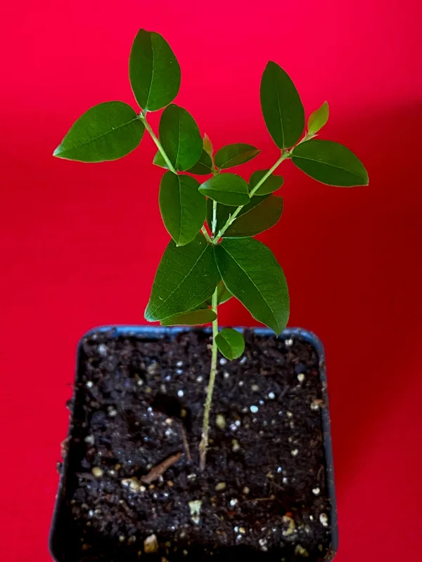 Jaboticaba Plinia Coronata Fruit Tree Live Plant, 3-5 inches tall, 2.5'' Pot - Image 7