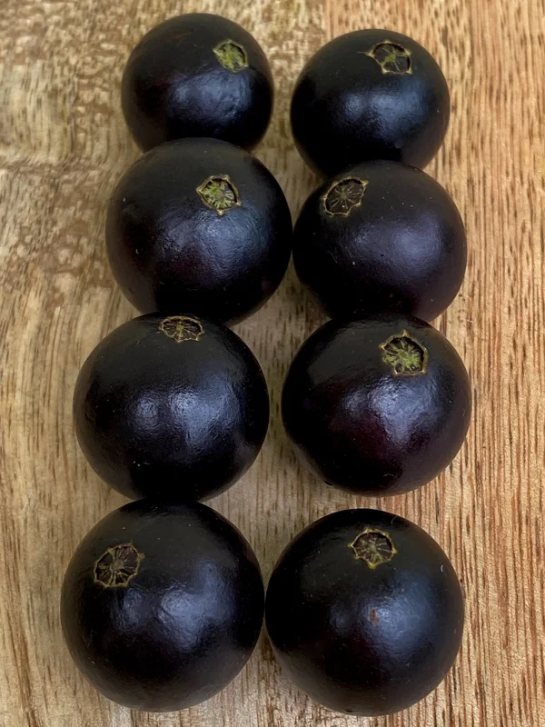 Jaboticaba Plinia Coronata Fruit Tree Live Plant, 3-5 inches tall, 2.5'' Pot - Image 8