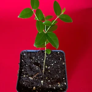 Jaboticaba Plinia Coronata Fruit Tree Live Plant, 3-5 inches tall, 2.5'' Pot - Image 9