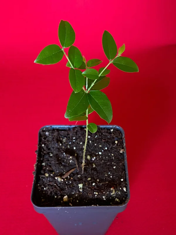 Jaboticaba Plinia Coronata Fruit Tree Live Plant, 3-5 inches tall, 2.5'' Pot - Image 9