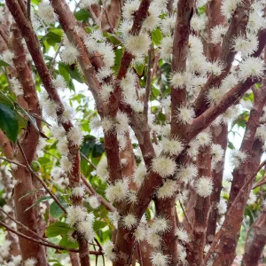 Jaboticaba Plinia Phitrantha 'Otto Andersen Branca Vinho' Live Plant 2-5 inches tall - Image 10