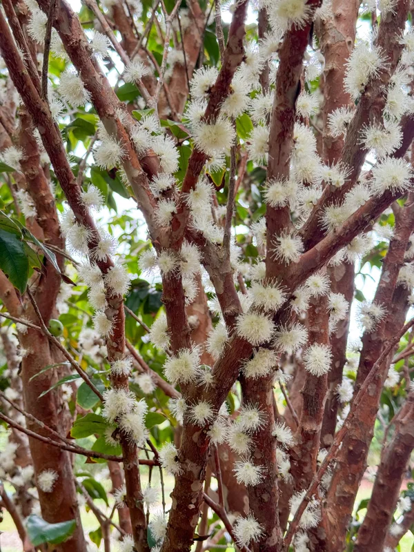 Jaboticaba Plinia Phitrantha 'Otto Andersen Branca Vinho' Live Plant 2-5 inches tall - Image 10