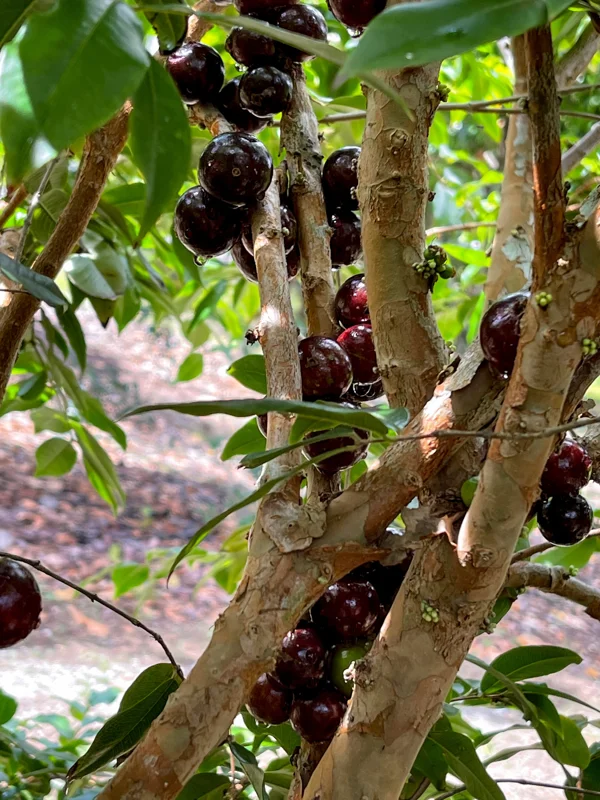 Jaboticaba Plinia Phitrantha 'Otto Andersen Branca Vinho' Live Plant 2-5 inches tall - Image 2