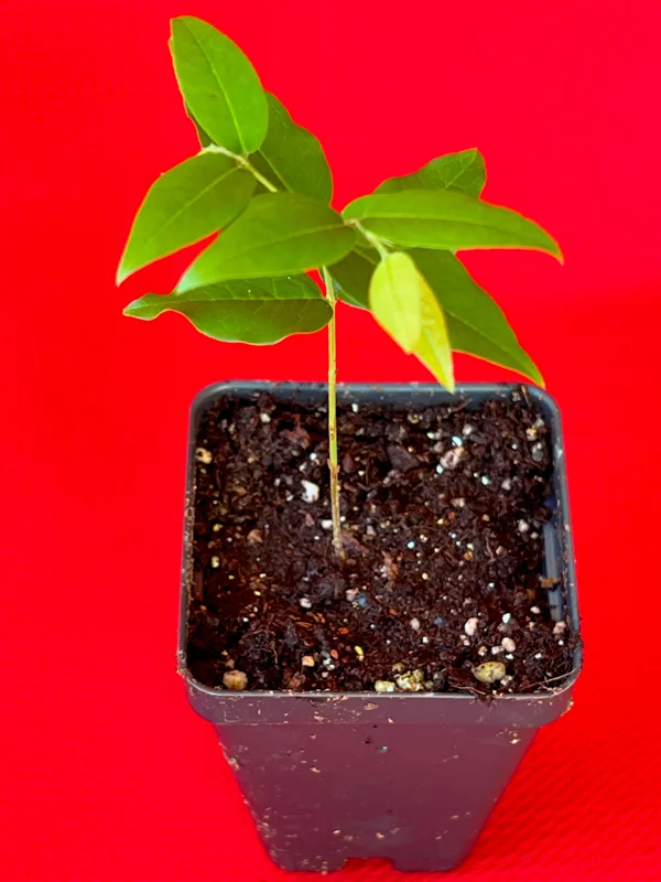 Jaboticaba Plinia Phitrantha 'Otto Andersen Branca Vinho' Live Plant 2-5 inches tall - Image 3