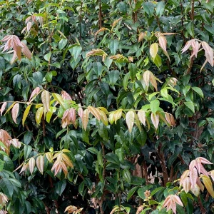 Jaboticaba Plinia Phitrantha 'Otto Andersen Branca Vinho' Live Plant 2-5 inches tall - Image 4