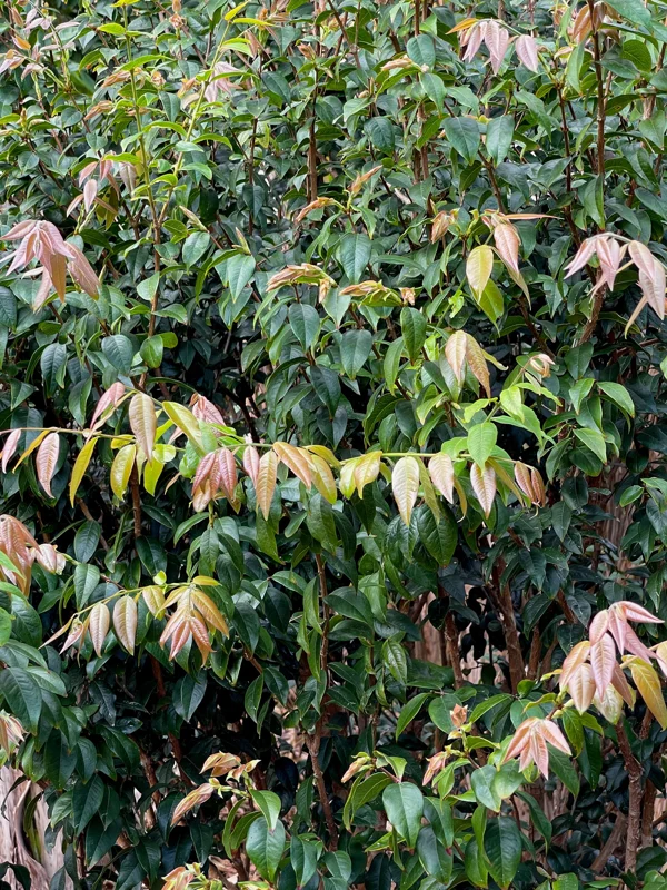 Jaboticaba Plinia Phitrantha 'Otto Andersen Branca Vinho' Live Plant 2-5 inches tall - Image 4