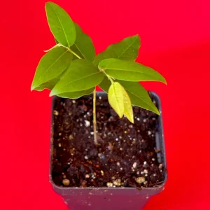 Jaboticaba Plinia Phitrantha 'Otto Andersen Branca Vinho' Live Plant 2-5 inches tall - Image 5