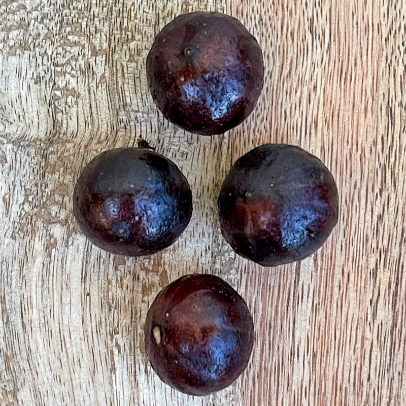 Jaboticaba Plinia Phitrantha 'Otto Andersen Branca Vinho' Live Plant 2-5 inches tall - Image 6