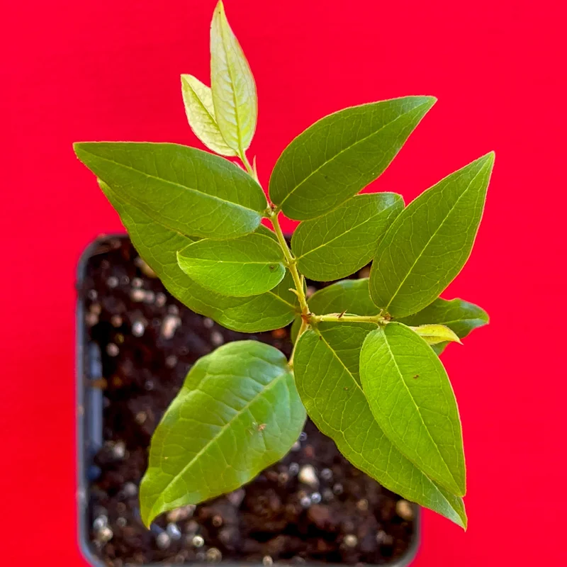 Jaboticaba Plinia Phitrantha 'Otto Andersen Branca Vinho' Live Plant 2-5 inches tall - Image 7