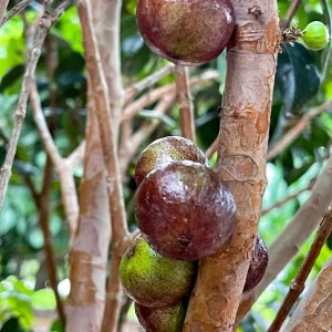 Jaboticaba Plinia Phitrantha 'Otto Andersen Branca Vinho' Live Plant 2-5 inches tall - Image 9
