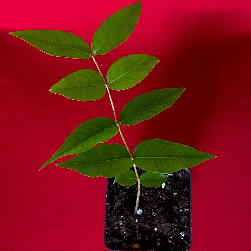 Jaboticaba Plinia Phitrantha var. ESALQ Fruit Tree Live Plant 3-6 inch Starter - Image 10