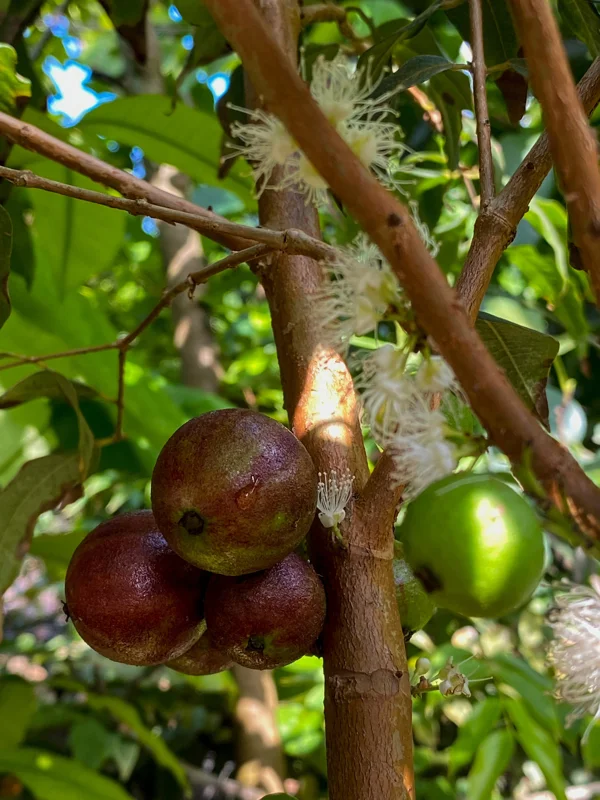 Jaboticaba Plinia Phitrantha var. ESALQ Fruit Tree Live Plant 3-6 inch Starter - Image 2