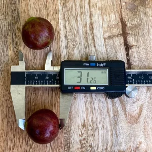 Jaboticaba Plinia Phitrantha var. ESALQ Fruit Tree Live Plant 3-6 inch Starter - Image 4