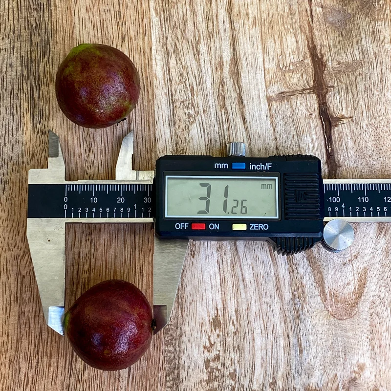 Jaboticaba Plinia Phitrantha var. ESALQ Fruit Tree Live Plant 3-6 inch Starter - Image 4