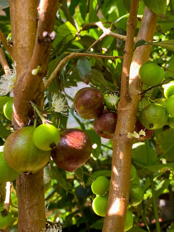 Jaboticaba Plinia Phitrantha var. ESALQ Fruit Tree Live Plant 3-6 inch Starter - Image 5