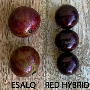 Jaboticaba Plinia Phitrantha var. ESALQ Fruit Tree Live Plant 3-6 inch Starter - Image 6