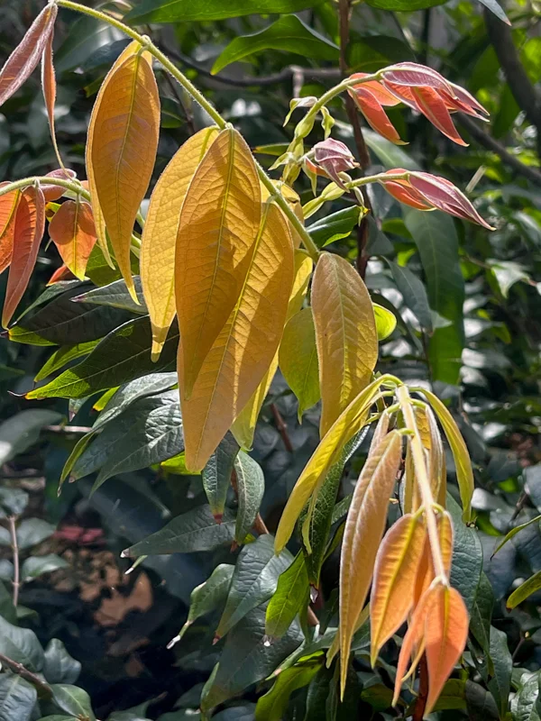 Jaboticaba Plinia Phitrantha var. ESALQ Fruit Tree Live Plant 3-6 inch Starter - Image 7