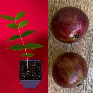 Jaboticaba Plinia Phitrantha var. ESALQ Fruit Tree Live Plant 3-6 inch Starter - Image 1