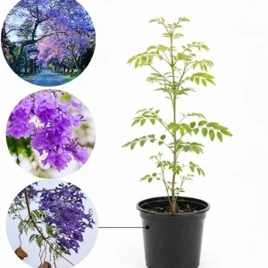 Jacaranda Live Plant, Purple Flowering Ornamental Tree, 6-9 Inches Tall - Image 7
